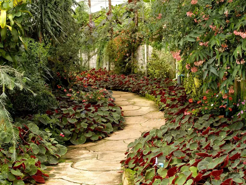 A winding flagstone path with a caladium border