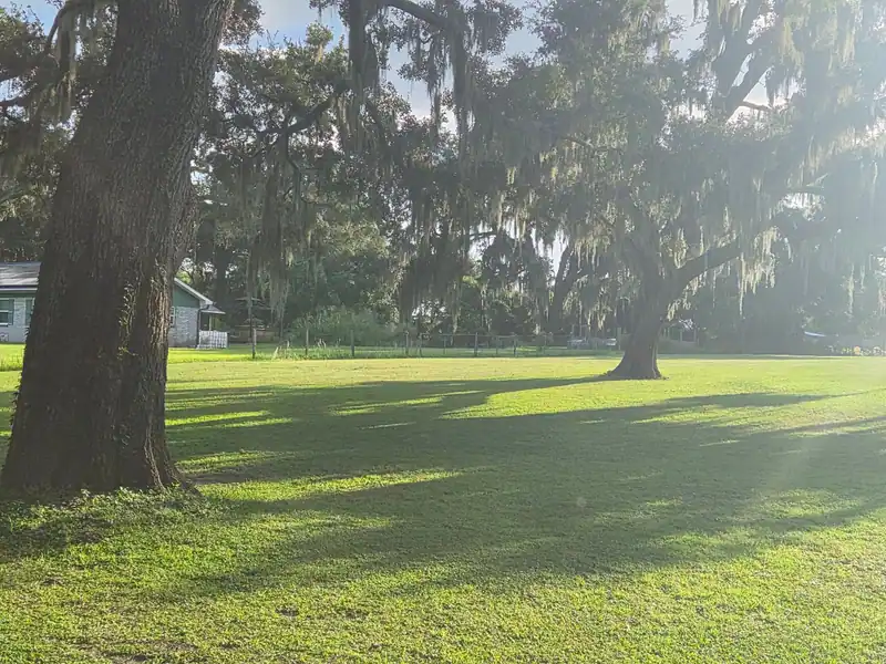 A freshly cut lawn under a live oak with Spanish moss, mowed by LoLo Lawncare in the Tampa area