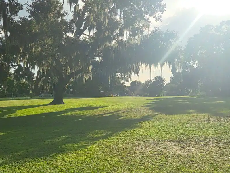 Morning sun through live oaks and Spanish moss over a big lawn LoLo Lawncare just mowed