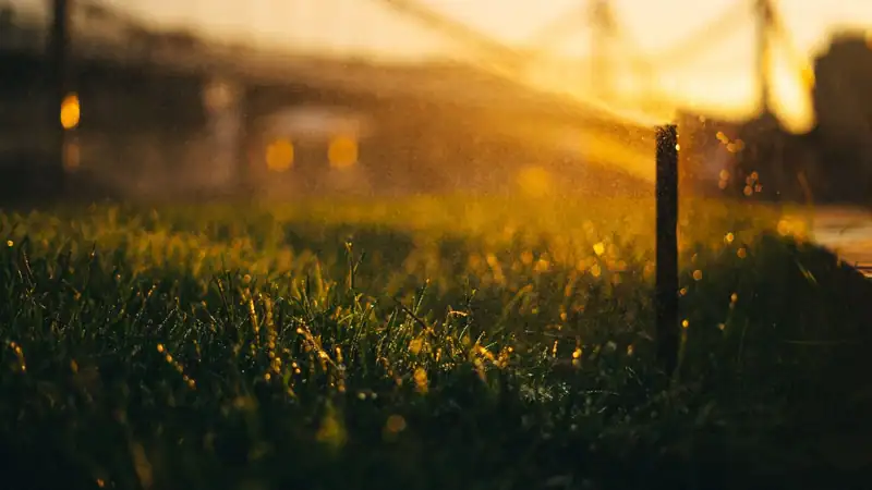 A sprinkler watering a lawn at golden hour